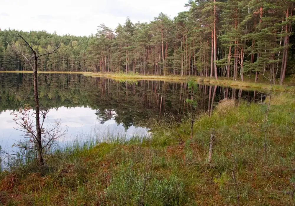 Rezerwat przyrody Tobolinka: unikalny ekosystem i rzadkie gatunki
