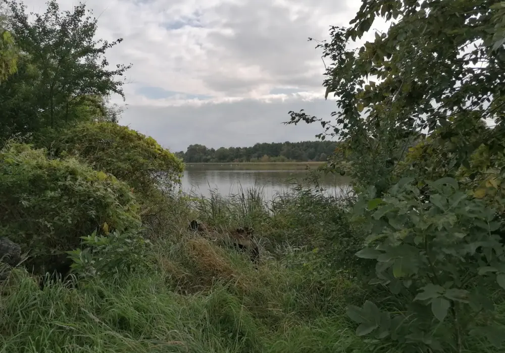 Rezerwat przyrody Stawy Raszyńskie - oaza dla ptaków i przyrody