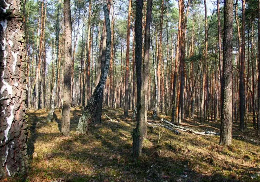 Rezerwat przyrody Puszcza Słupecka – tajemnice, flora i fauna w zagrożeniu