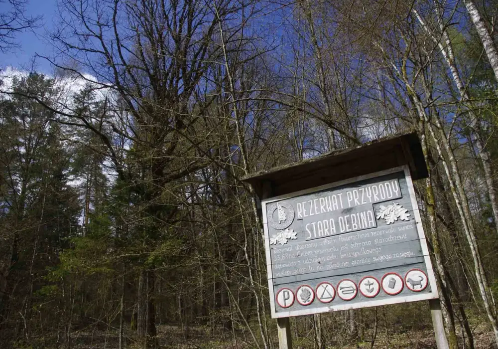 Rezerwaty przyrody Dębina w Polsce: unikalne miejsca i ich tajemnice