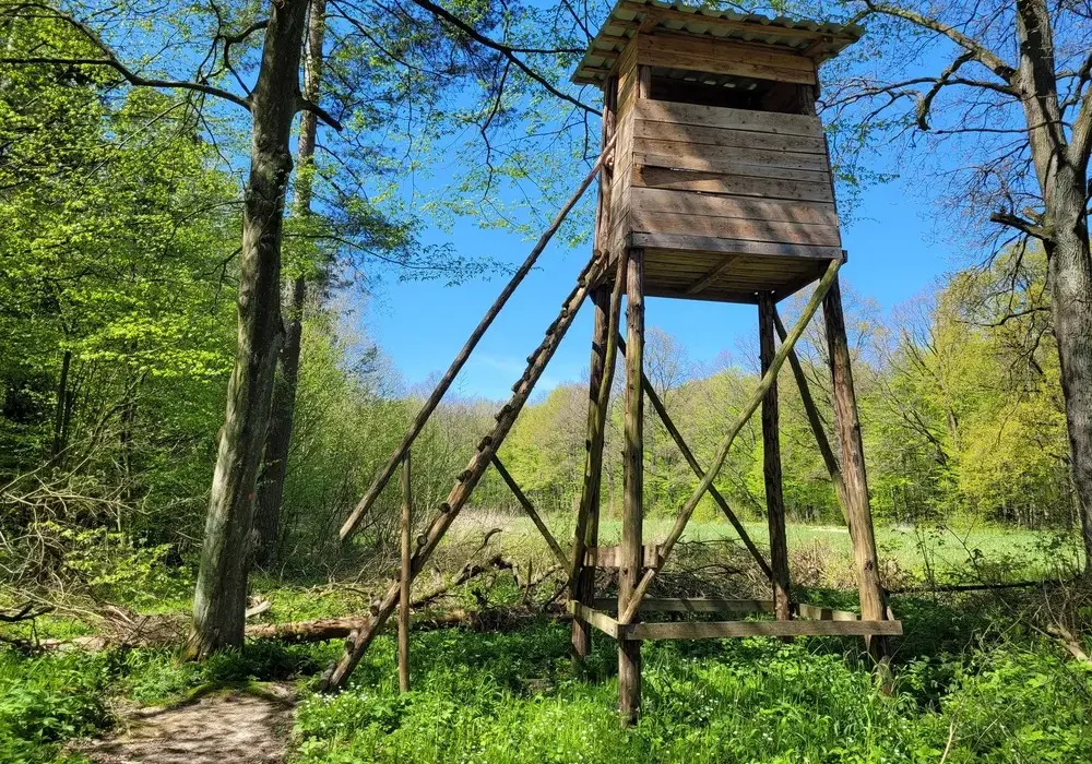 Rezerwat przyrody Wiączyń: unikalne ekosystemy i historia w jednym miejscu