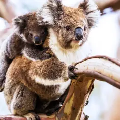 Czy koala są zagrożone wyginięciem? Poznaj alarmujące fakty i przyczyny
