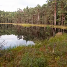 Rezerwat przyrody Tobolinka: unikalny ekosystem i rzadkie gatunki
