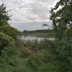 Rezerwat przyrody Stawy Raszyńskie - oaza dla ptaków i przyrody
