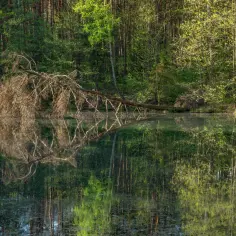 Rezerwaty przyrody Śląsk - odkryj piękno natury w regionie