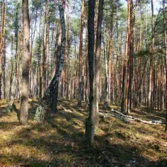Rezerwat przyrody Puszcza Słupecka – tajemnice, flora i fauna w zagrożeniu