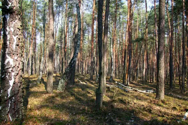 Rezerwat przyrody Puszcza Słupecka – tajemnice, flora i fauna w zagrożeniu